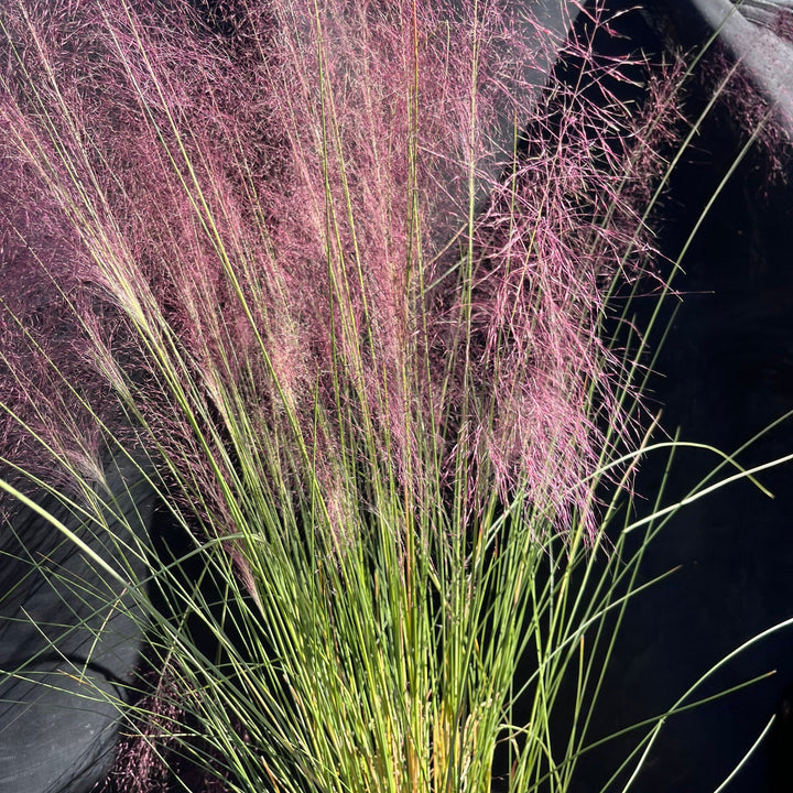 Pink Muhly Grass