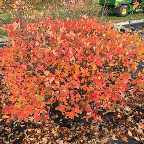 Aronia melanocarpa 'UCONNAM165'  - PW® Low Scape Mound® Aronia