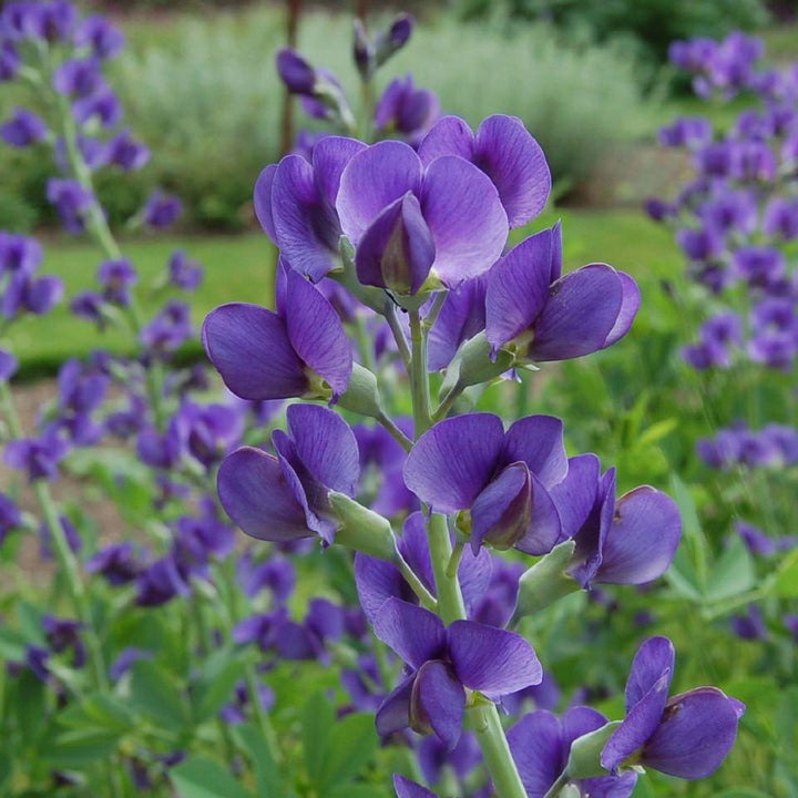 Blue False Indigo