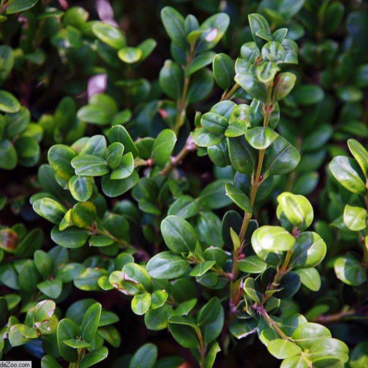 Winter Gem Boxwood