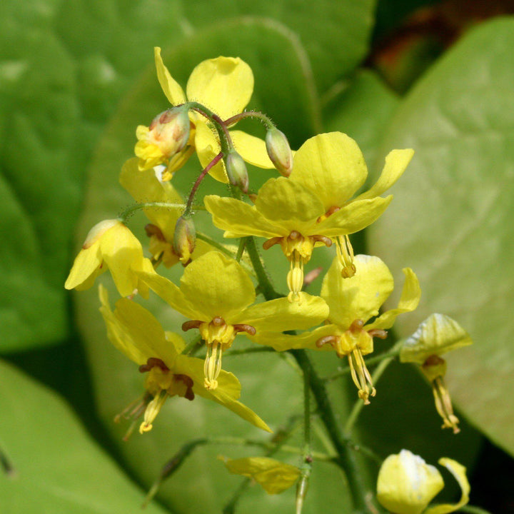 Epimedium x perralchicum 'Frohnleiten'  - Frohnleiten Barrenwort, Bishop's Hat