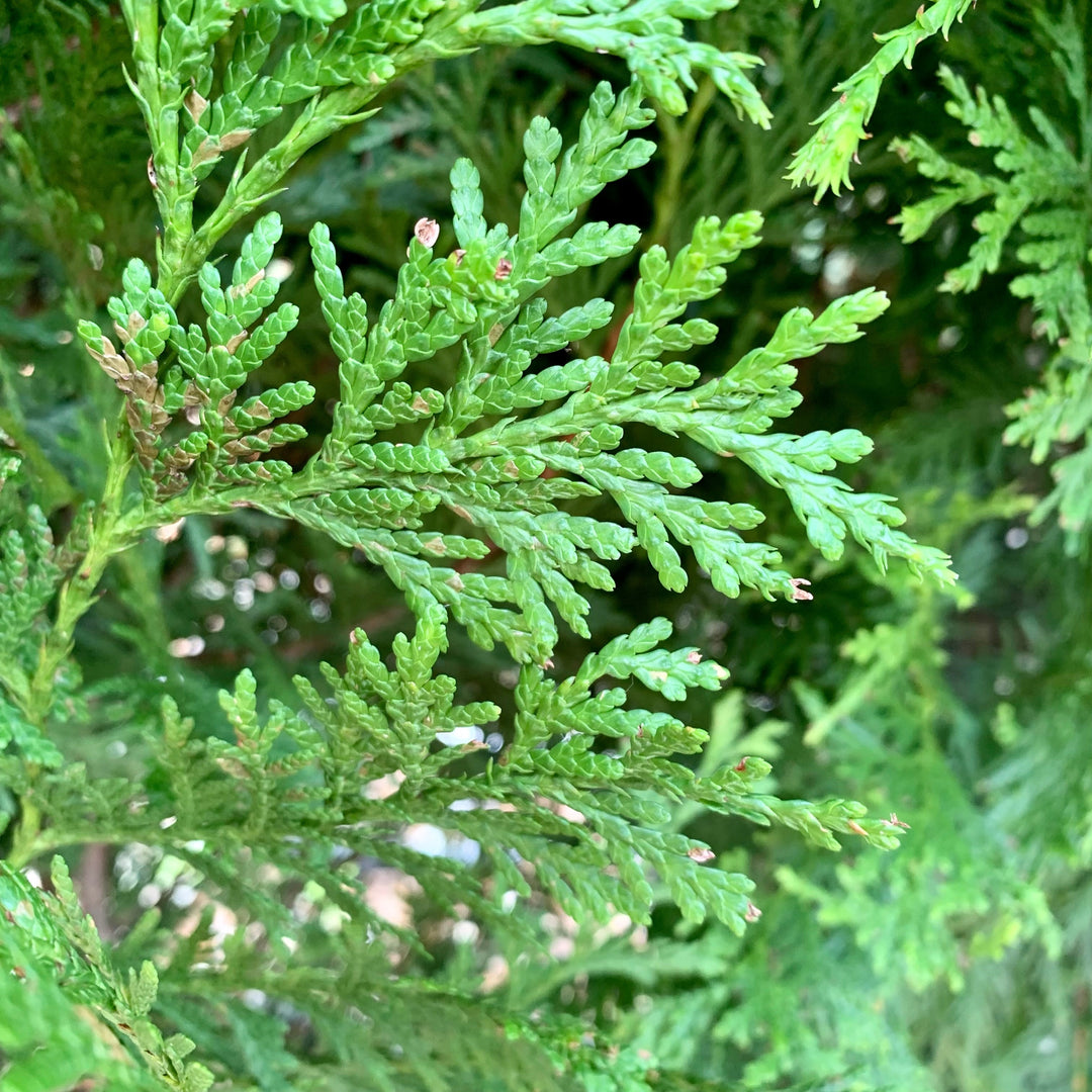 Green Giant Arborvitae