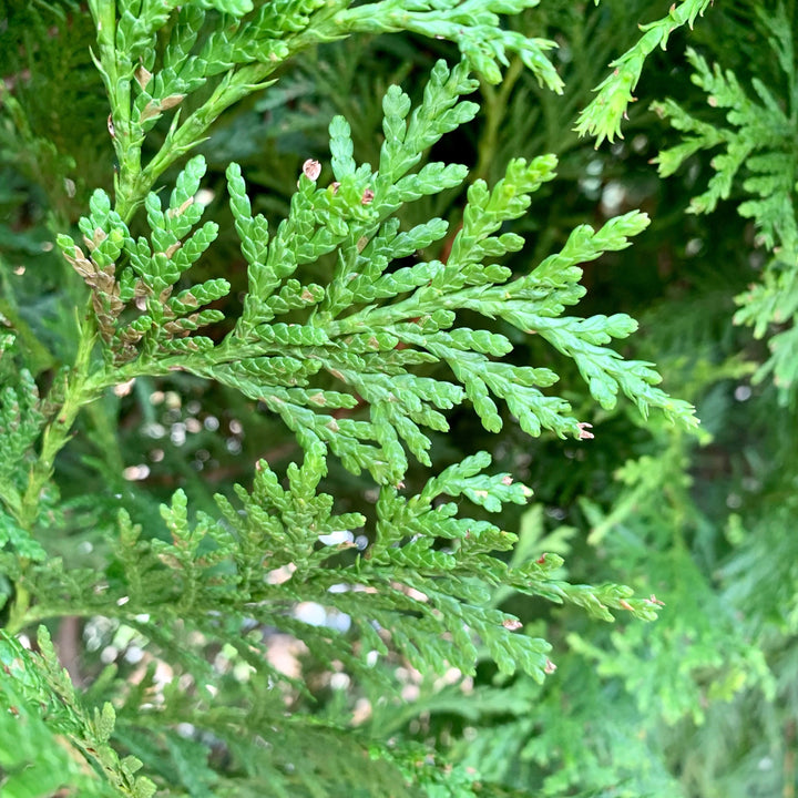 Green Giant Arborvitae