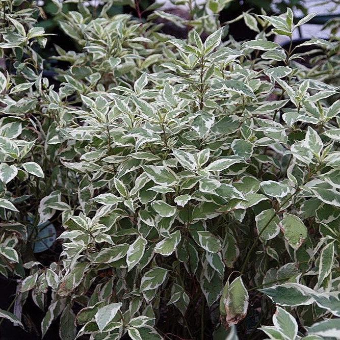 Ivory Halo® Red Twig Dogwood