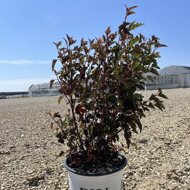Summer Wine® Ninebark