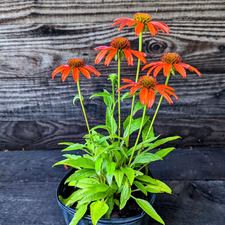 Cheyenne Spirit Echinacea, Coneflower
