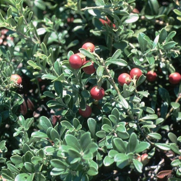 Massachusetts Bearberry
