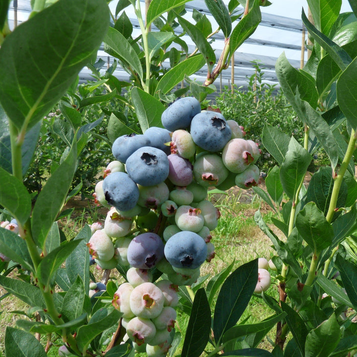 Chandler Blueberry