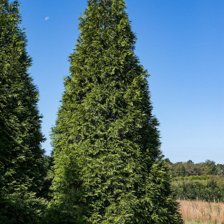 Green Giant Arborvitae