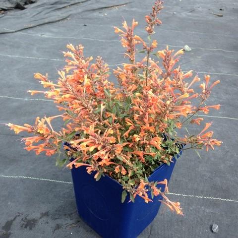 Kudos™ Mandarin Hummingbird Mint, Hyssop