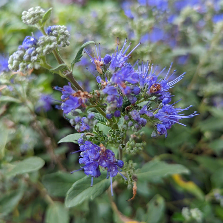 Beyond Midnight® Bluebeard