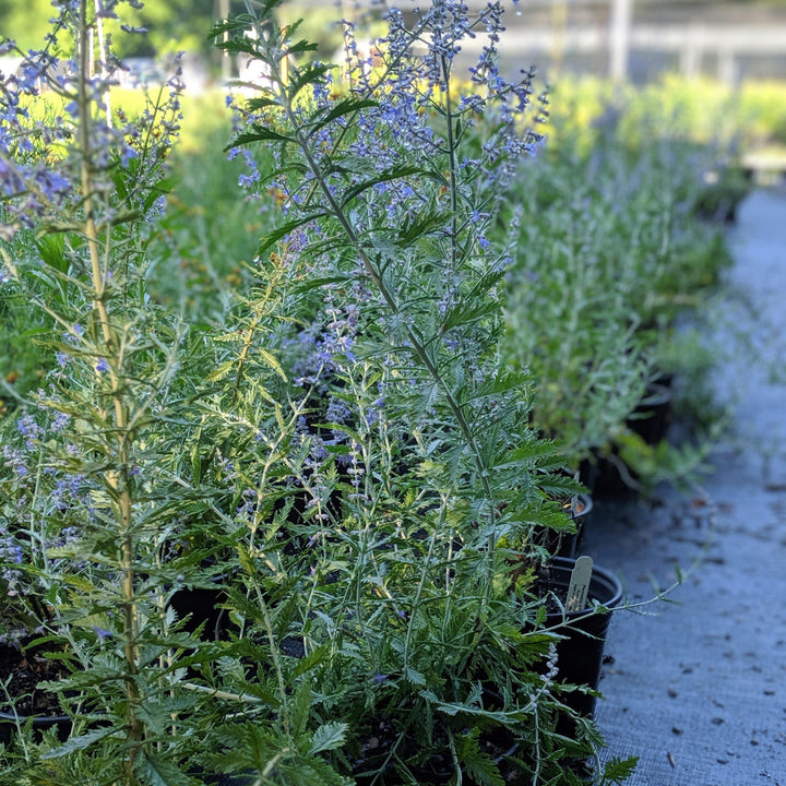 Russian Sage