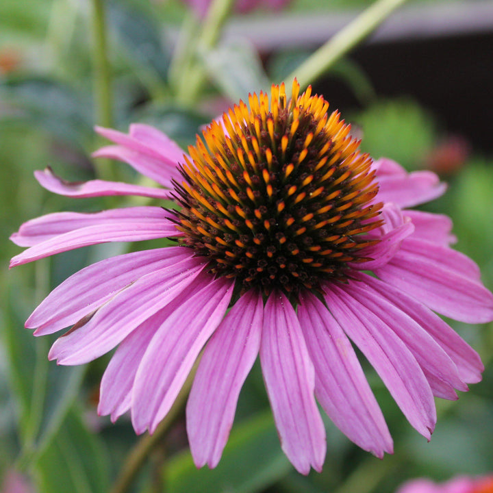 Magnus Echinacea, Coneflower