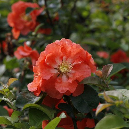 PW® Double Take™ Peach Flowering Quince