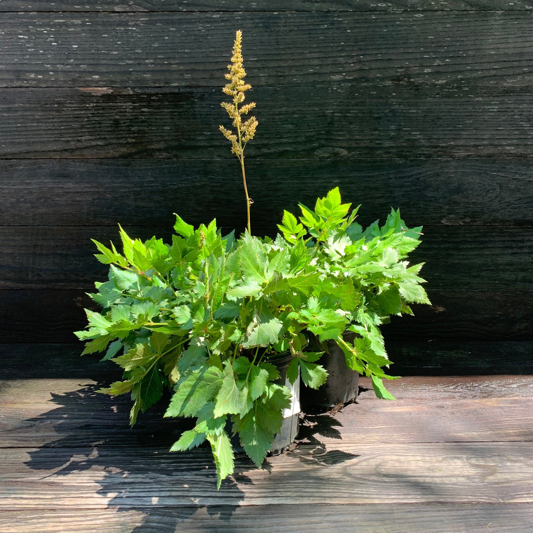 Visions Chinese Astilbe, False Goat's Beard
