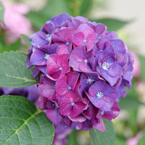 Wee Bit Grumpy® Hydrangea