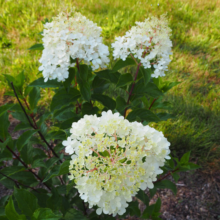 First Editions® Vanilla Strawberry™ Hydrangea