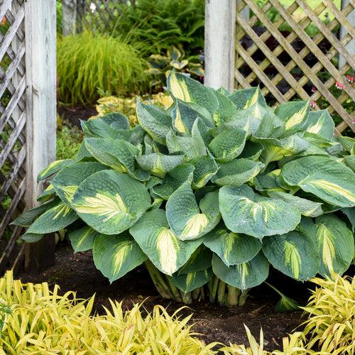 PW® Shadowland® Hudson Bay Hosta