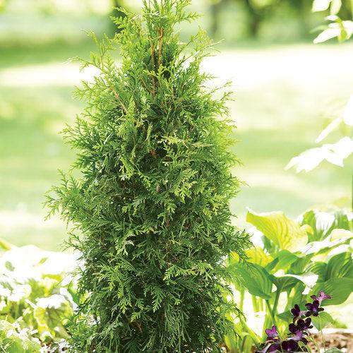 Spring Grove® Arborvitae