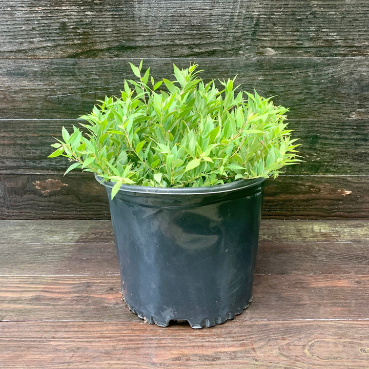 Dwarf Nikko Deutzia