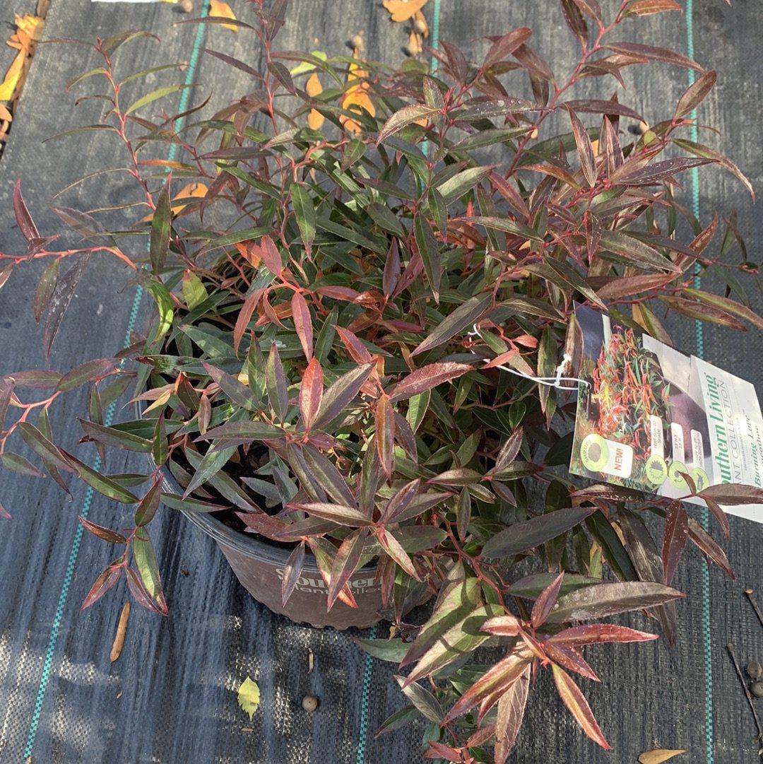 Burning Love™ Leucothoe
