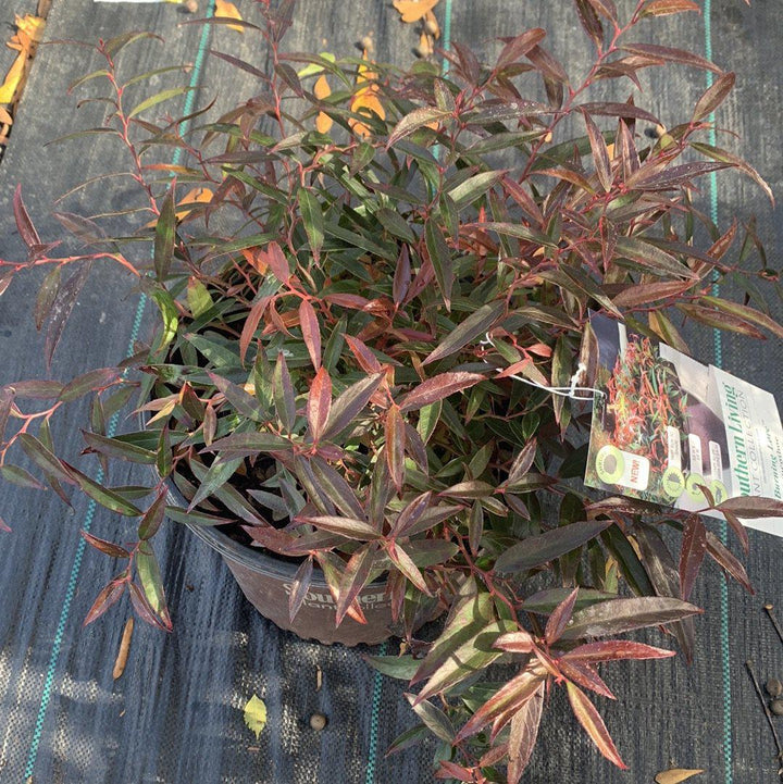 Burning Love™ Leucothoe