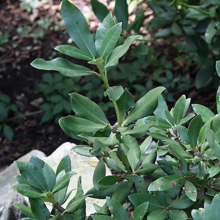 Nova Zembla Rhododendron