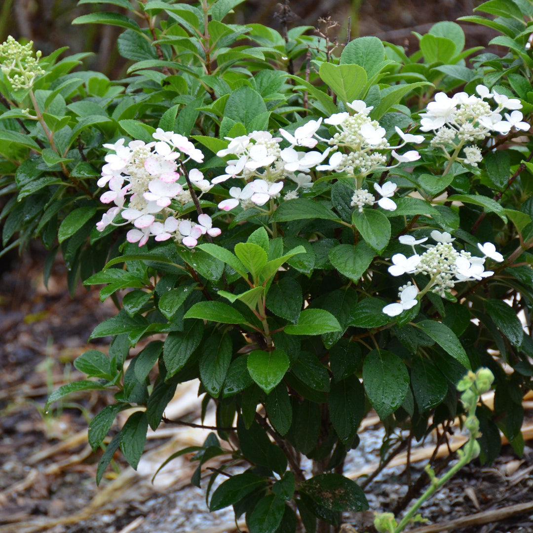 Little Quick Fire® Hydrangea