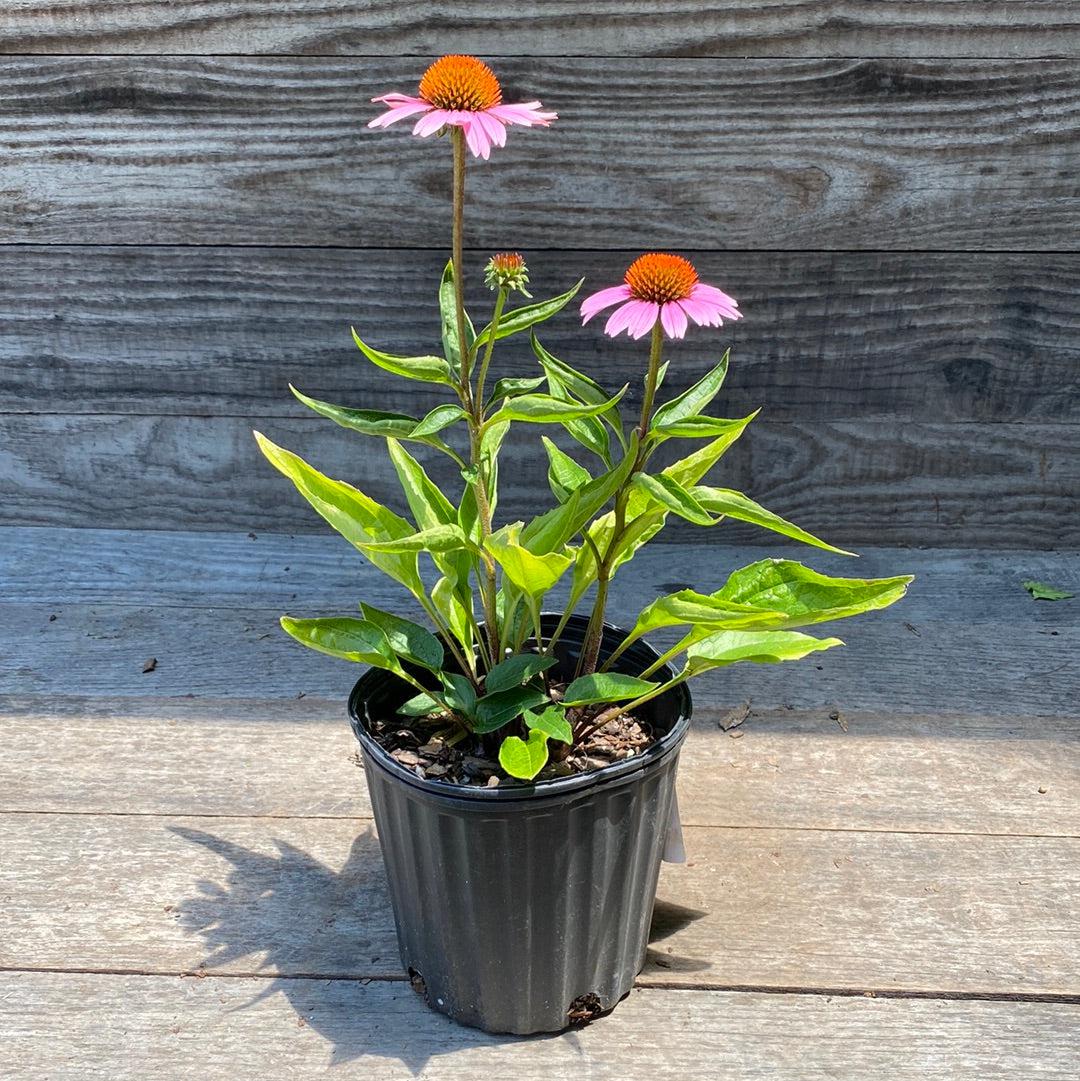 Magnus Echinacea, Coneflower