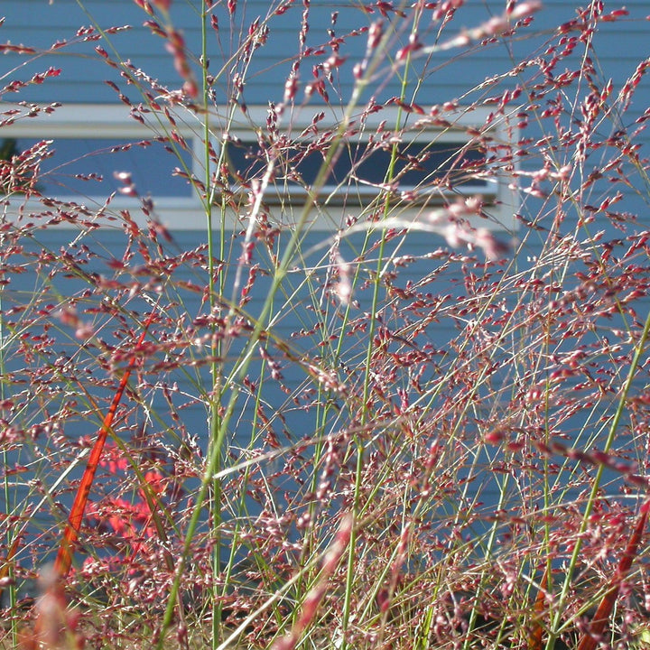 Panicum virgatum 'Red Flame'  - Red Flame Switch Grass