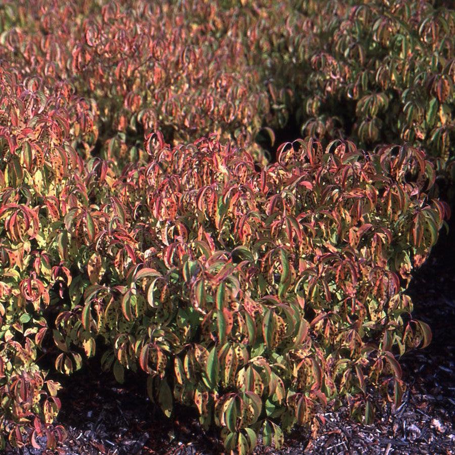 Cornus sericea 'Kelseyi'  - Kelseyi Red Twig Dogwood