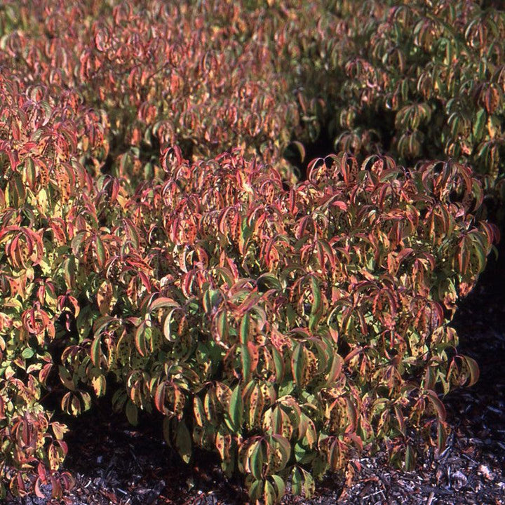 Cornus sericea 'Kelseyi'  - Kelseyi Red Twig Dogwood