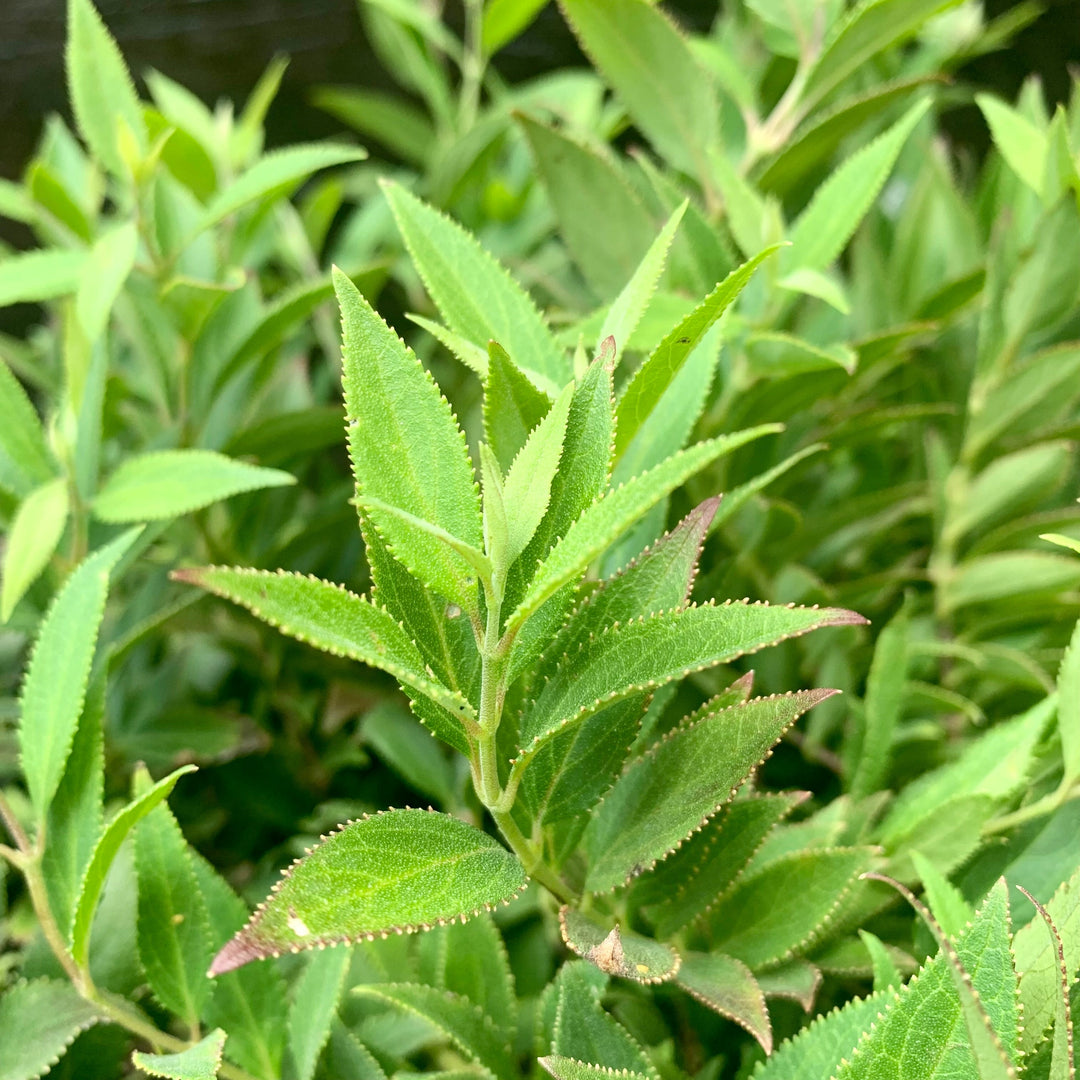 Dwarf Nikko Deutzia