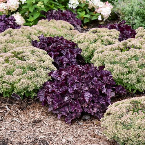 Dolce® Wildberry Heuchera