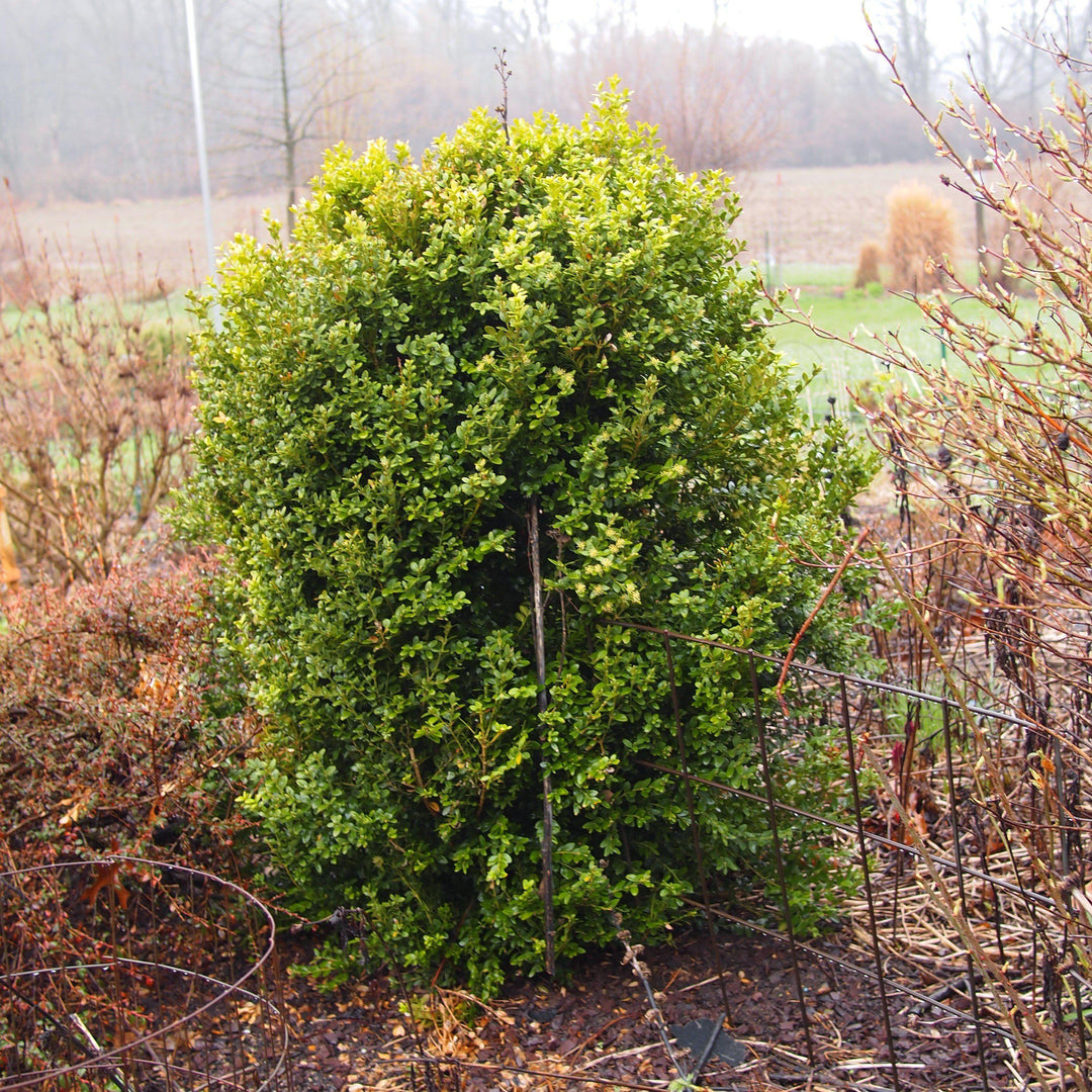 Winter Gem Boxwood