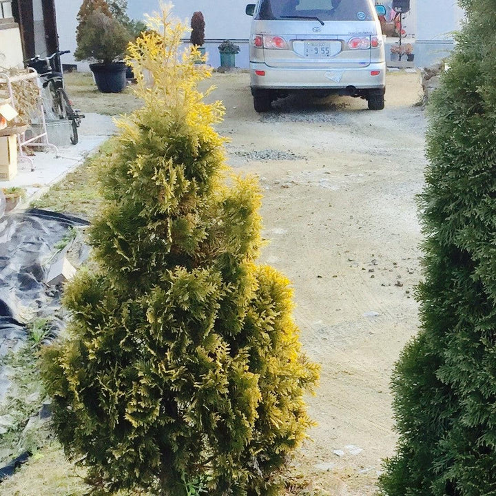 Amber Gold Arborvitae