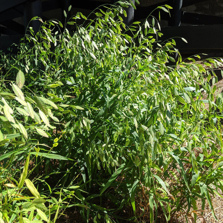 River Oats, Inland Sea Oats