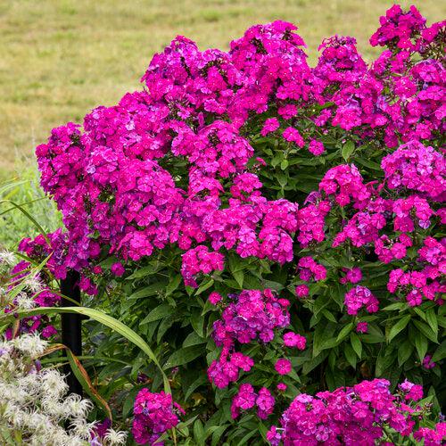 Luminary® Ultraviolet Phlox
