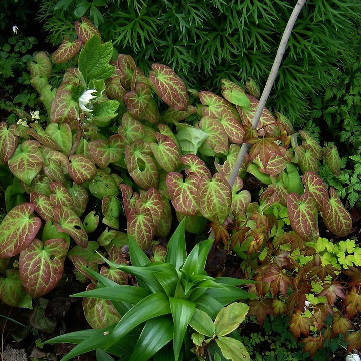 Epimedium versicolor 'Sulphureum'  - Sulphureum Bishop's Hat
