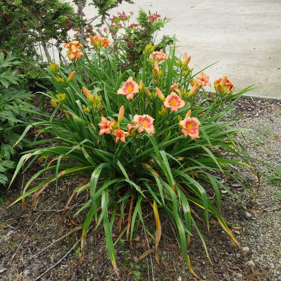 Strawberry Candy Daylily