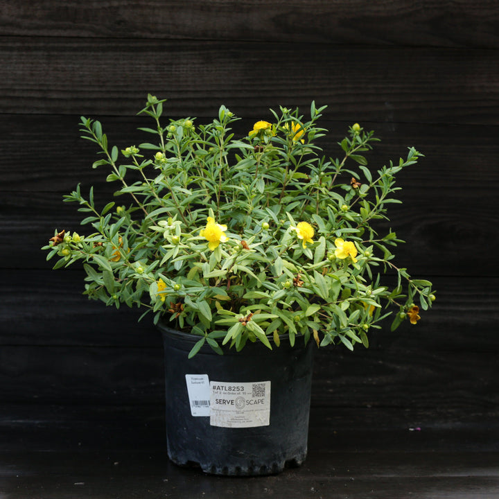 Sunburst St. John's Wort