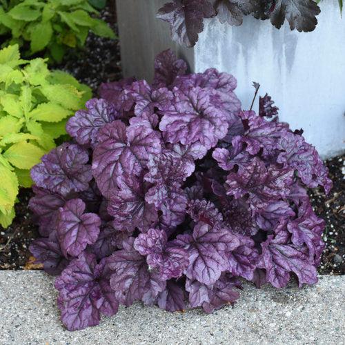 Dolce® Wildberry Heuchera