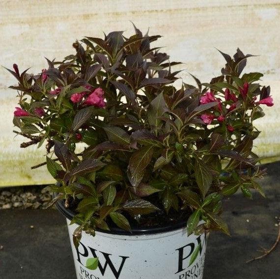 Spilled Wine® Weigela