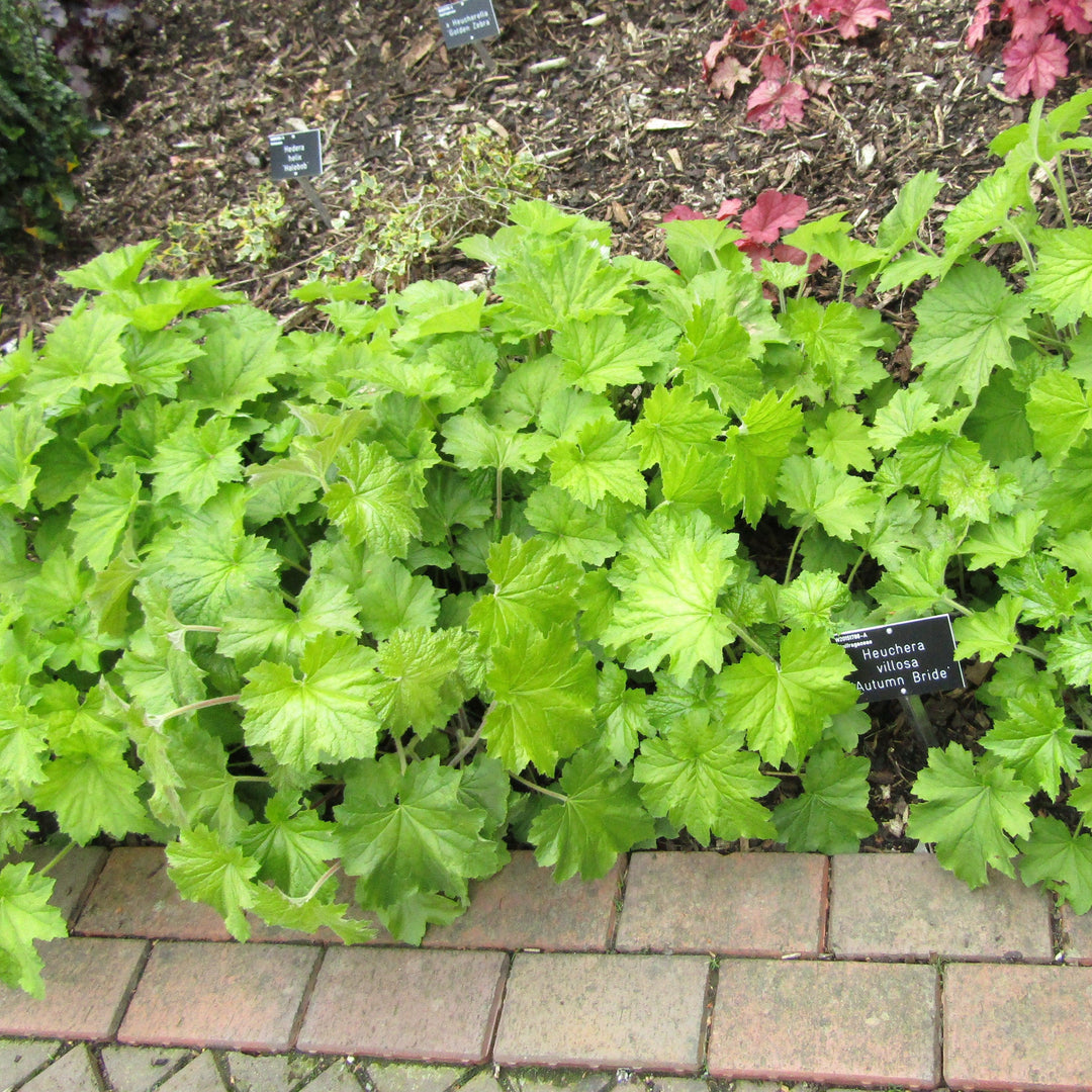 Heuchera villosa 'Autumn Bride'  - Autumn Bride Coral Bells