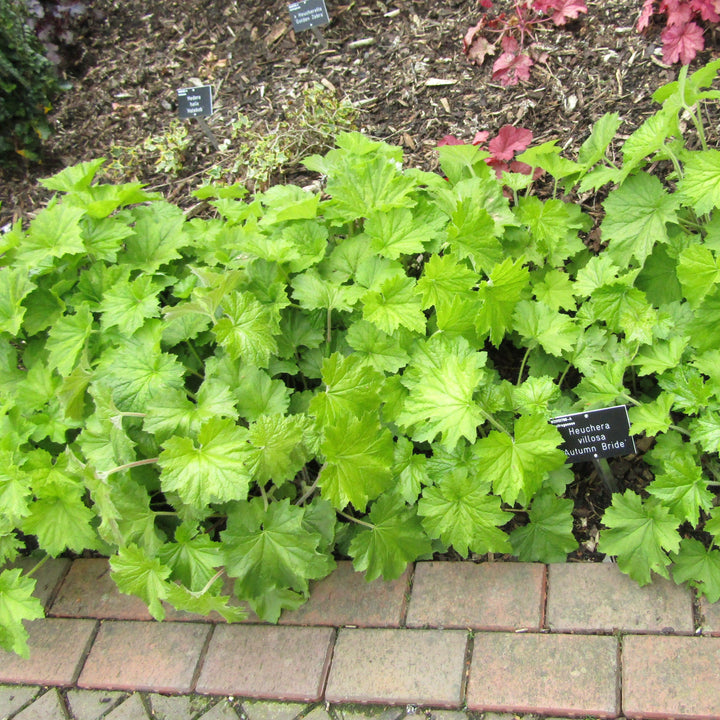 Heuchera villosa 'Autumn Bride'  - Autumn Bride Coral Bells