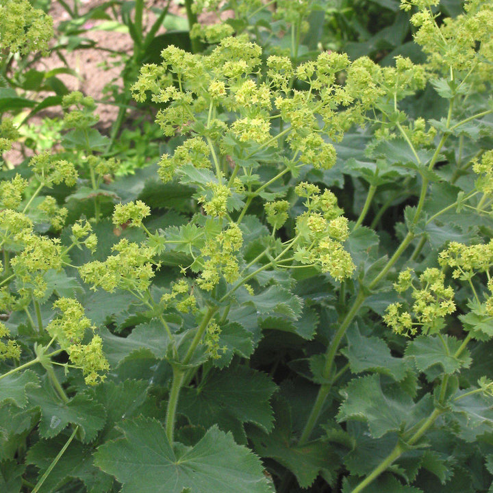 Lady's Mantle