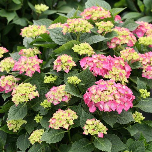 Let's Dance® Big Band® Hydrangea