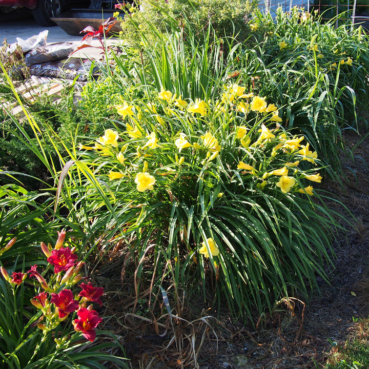 Happy Returns Daylily