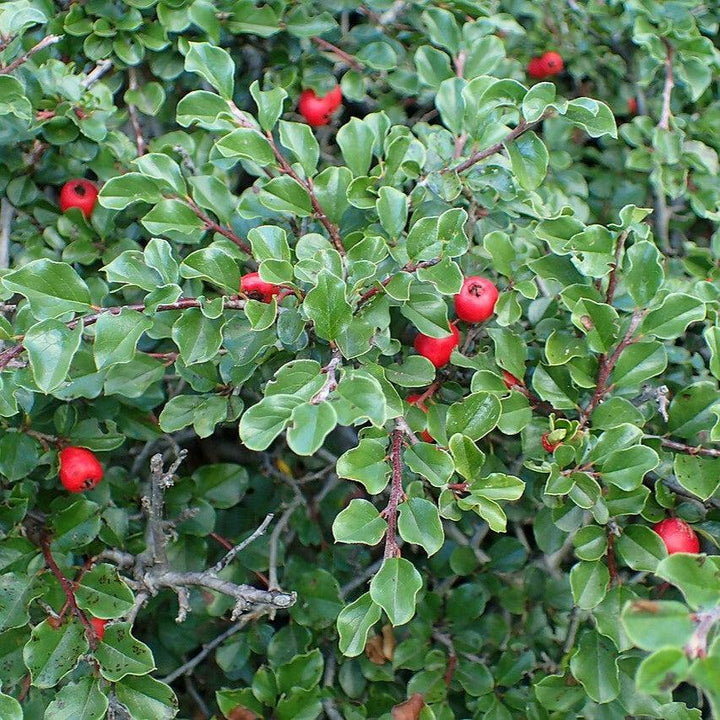 Cranberry Cotoneaster