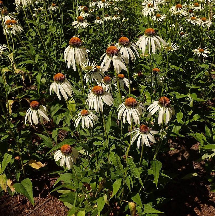White Swan Echinacea, Coneflower